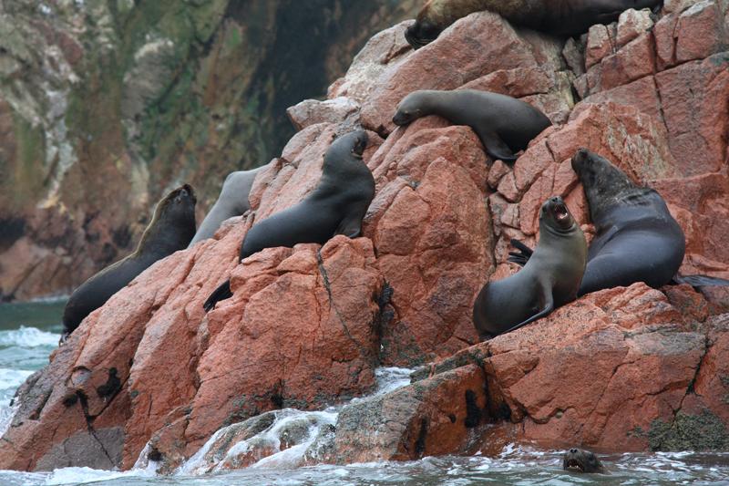 1197-Isole Ballestas,19 luglio 2013.JPG